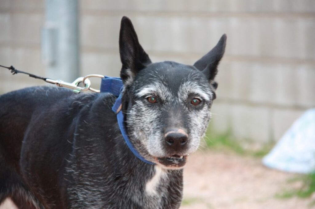 Canada (F) / Croisée / Tobarra / 10 ans de refuge Adoptée