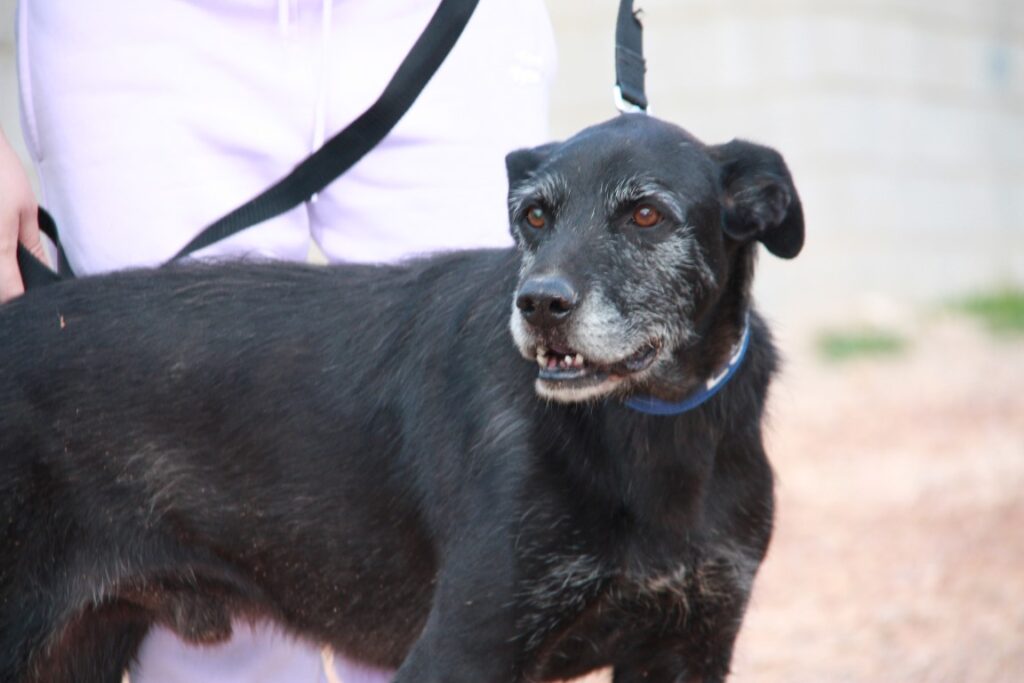 Carbon (M) / Senior/ Tobarra/ 7 ans de refuge Adopté