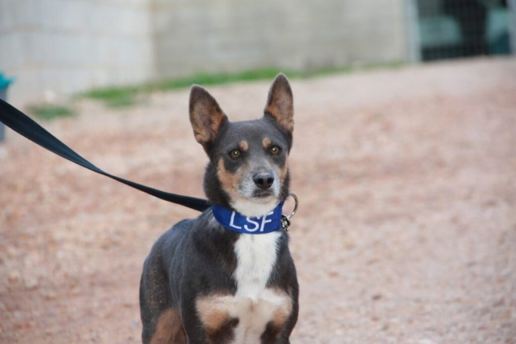 Dali (M) / Tobarra / 3 ans de refuge