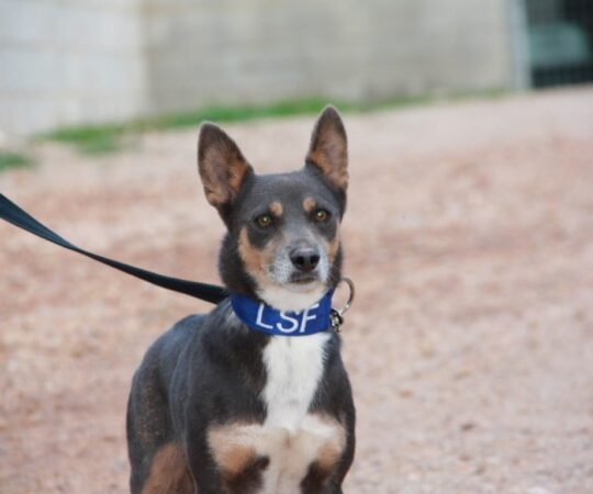 Dali (M) / Tobarra / 3 ans de refuge