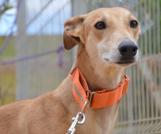 Dingo (M) / Un an de refuge / FBM