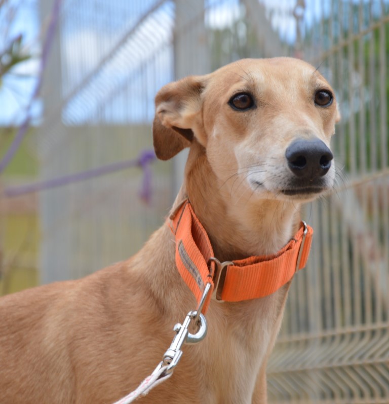 Dingo (M) / Un an de refuge / FBM