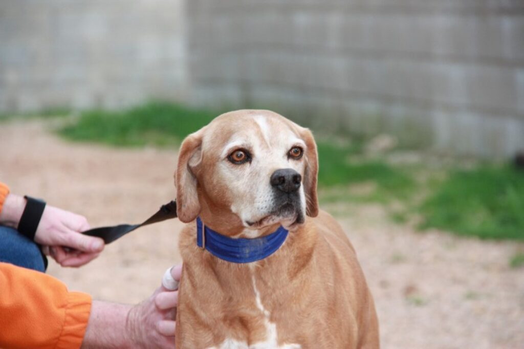 Golfo ( M) Croisé / Tobarra / 10 ans de refuge Adopté