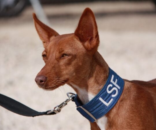 Honey (F) / Pod / Abyda/ adoptée en Espagne