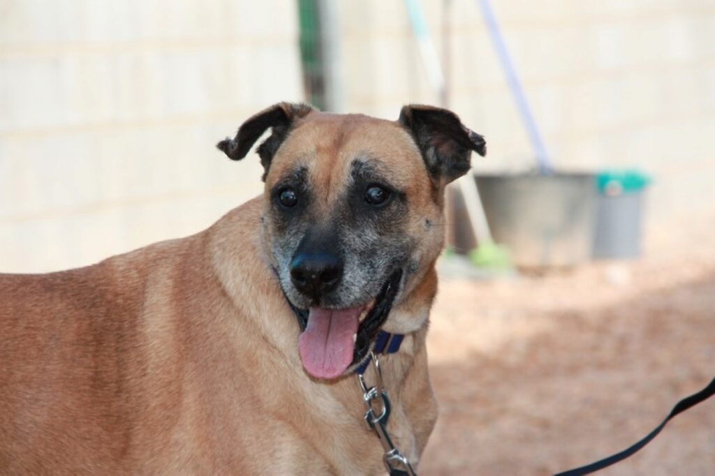 India (F)/ Senior / Tobarra/ 2 ans de refuge