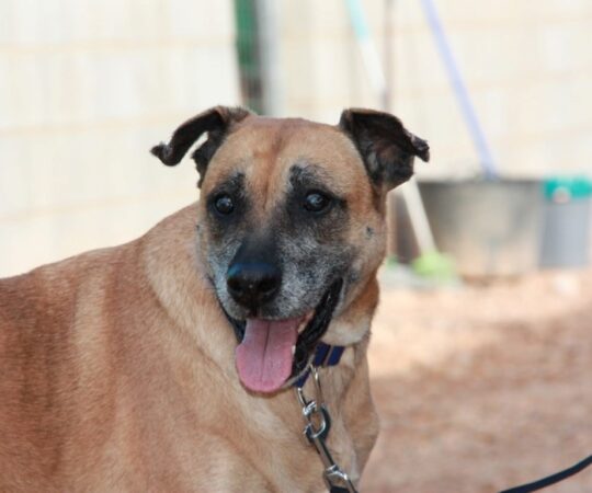India (F)/ Senior / Tobarra/ 2 ans de refuge