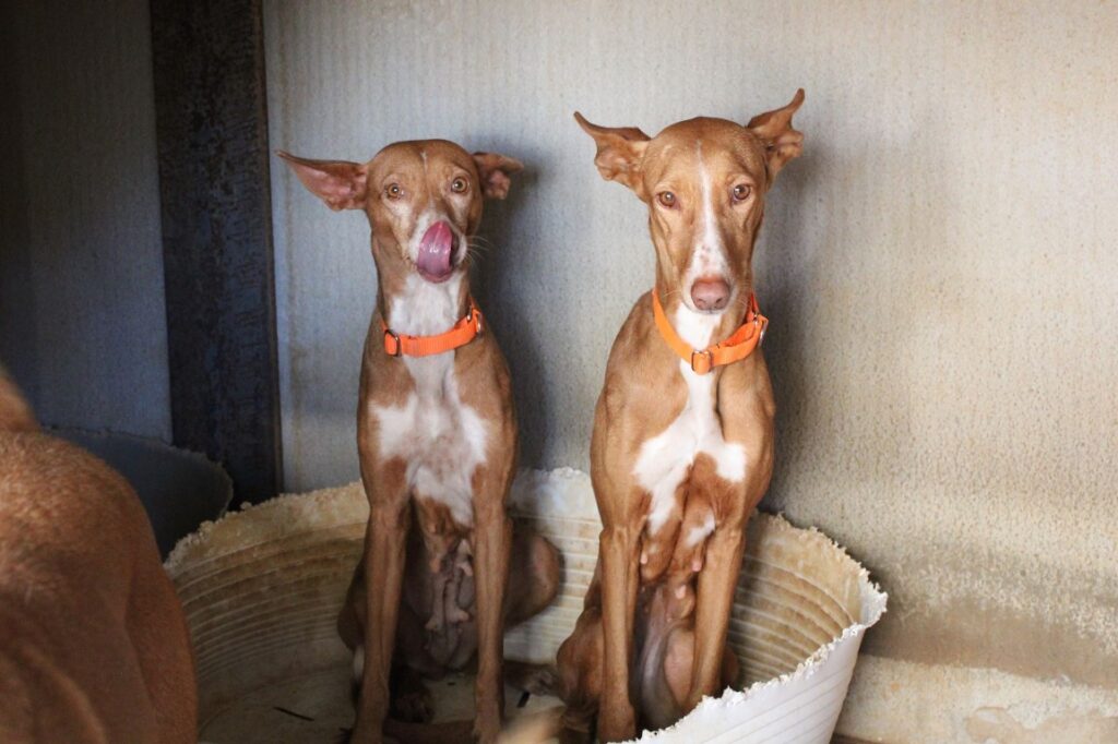 Irina et Encarna / A adopter ensemble / FBM Adoptées