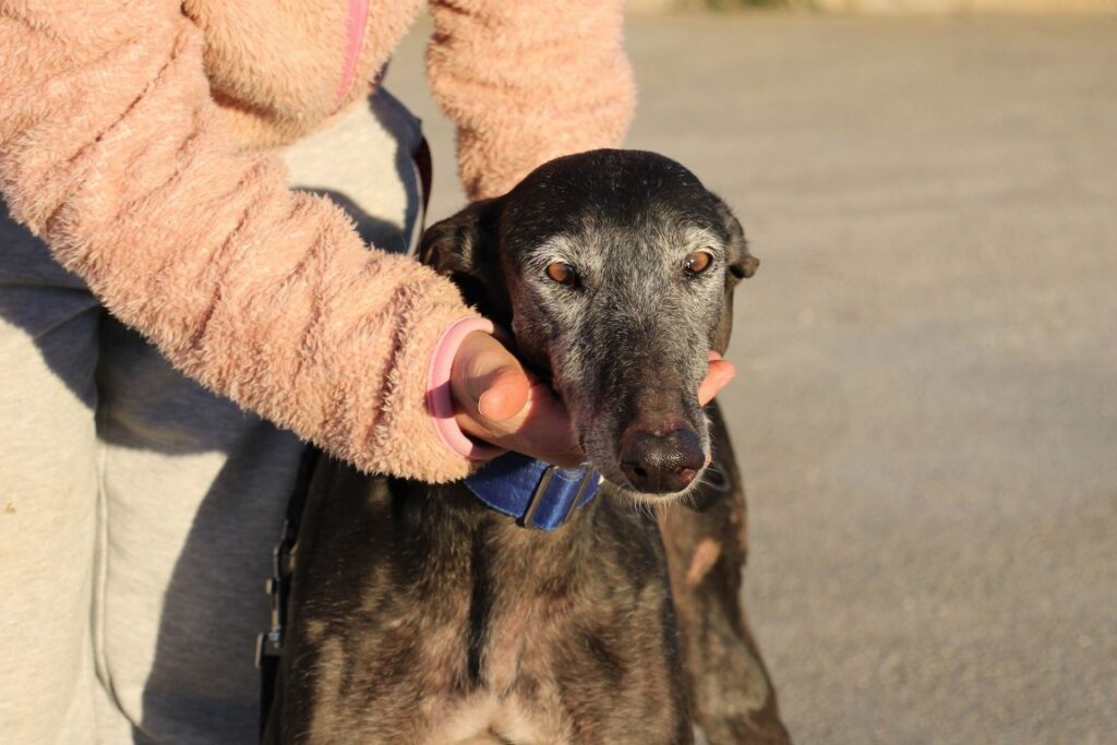 Iruna (F) / Senior / FBM Adoptée