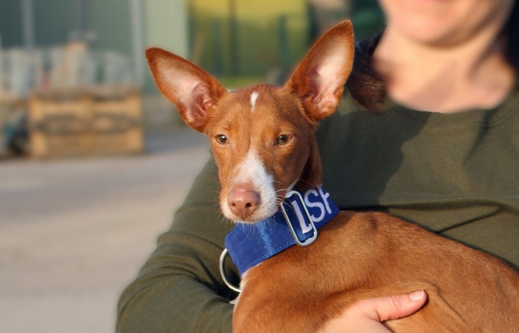 Lupita (F) Pod / Hôpital FBM Adoptée