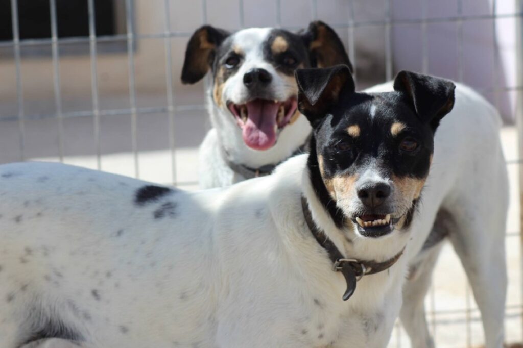 Mike et Milka (senior) / 7 ans de refuge / Ecija Adoptés