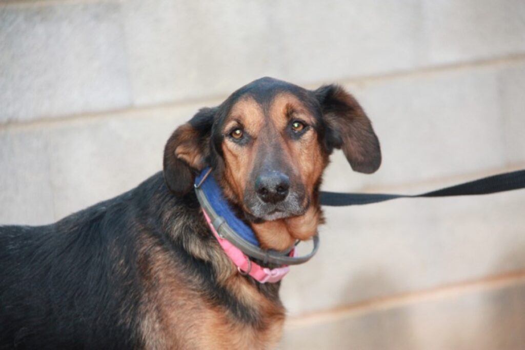 Nelson (M) / Tobarrra / 7 ans de refuge