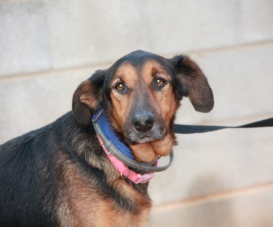 Nelson (M) / Tobarrra / 7 ans de refuge