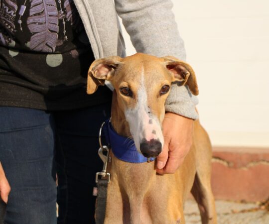 Pitin ( M) / FBM Adopté