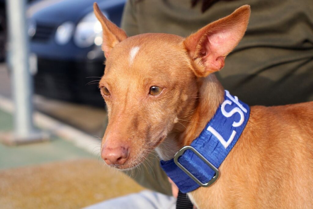 Rayito (M) Pod / FBM Adopté