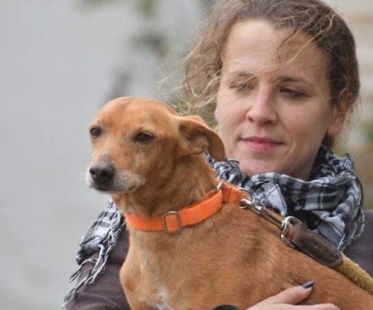 Roberto (M) / Pod / Ecija / Plus d’un an de refuge Adopté