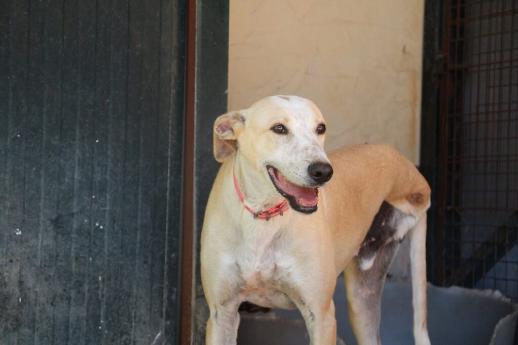 Robine (M) Senior / Galgo X / Depuis deux ans à l’hôpital FBM Adopté