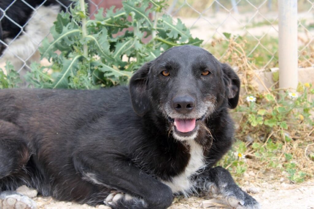 Arya (F) / Ecija / 8 ans de refuge Adoptée