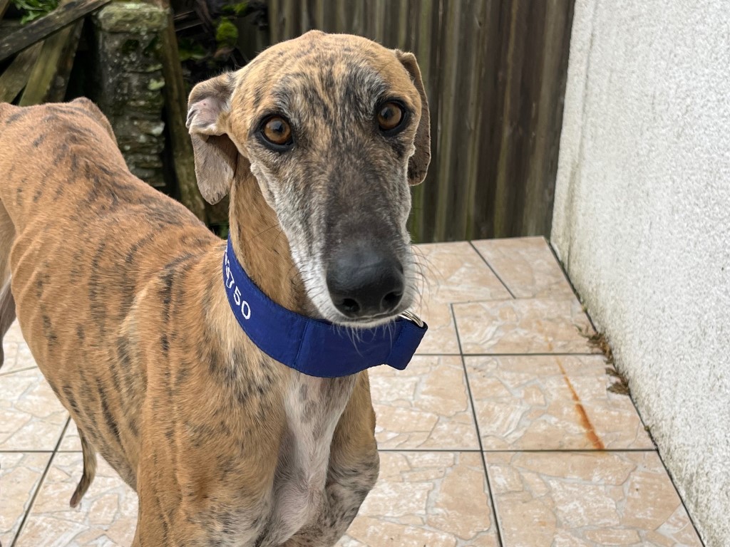 Cisco (M) / FBM Adopté