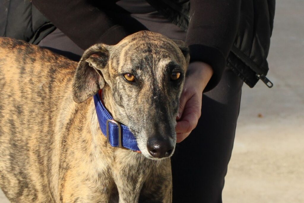 Duende (M) / Adopté