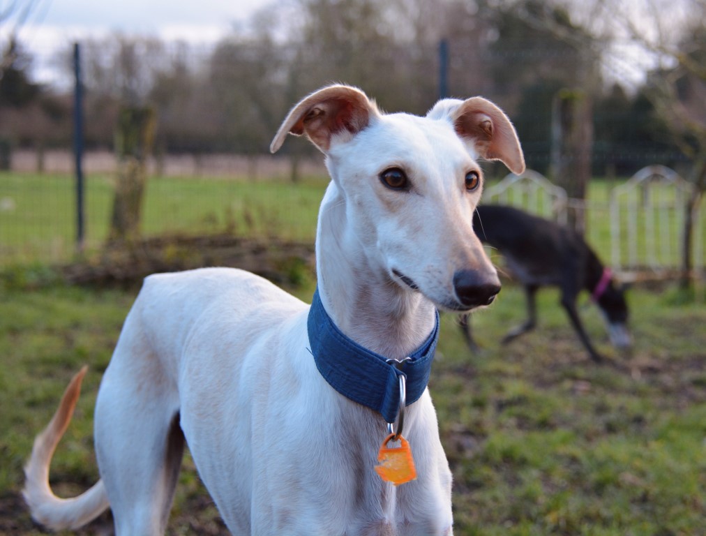 Dumbi (M) / Adopté
