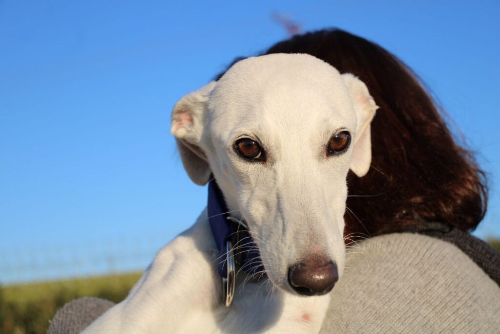 Fleur (F) / Chiot 6 mois Adoptée