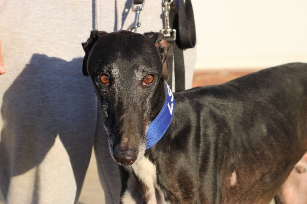 Gaston (M)/ Adopté