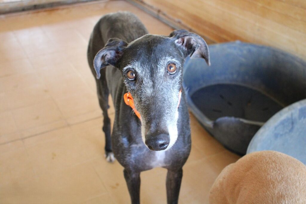 Lupito (M) / FBM / Plus d’un an de refuge / FBM Adopté