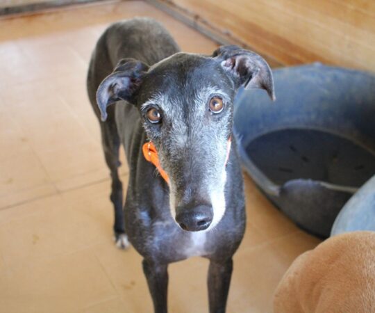 Lupito (M) / FBM / Plus d’un an de refuge / FBM Adopté