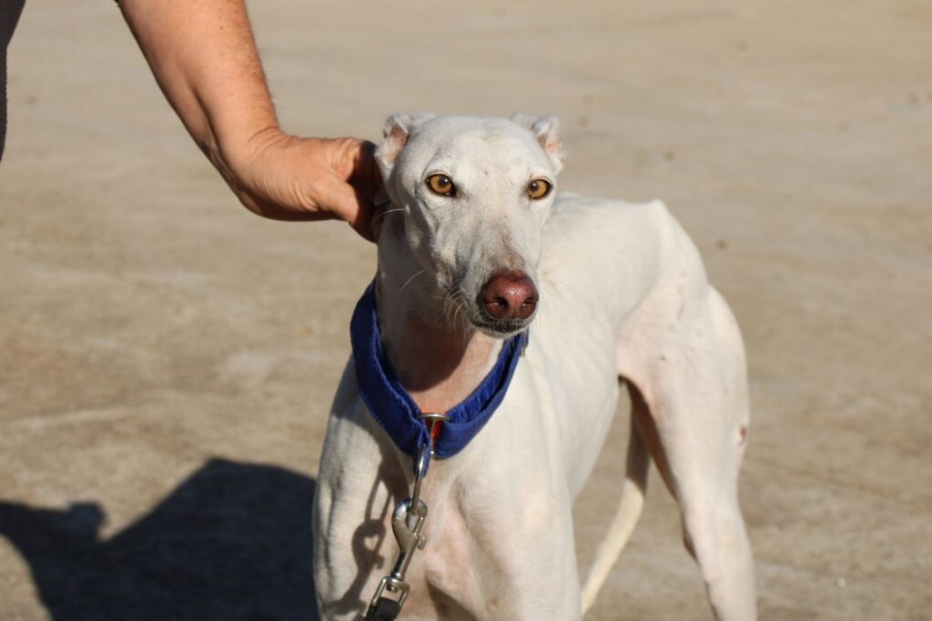 Nata (F) / FBM Adoptée