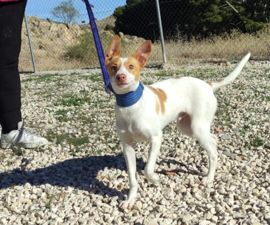 RON (M) / Podenco / Abyda Adopté