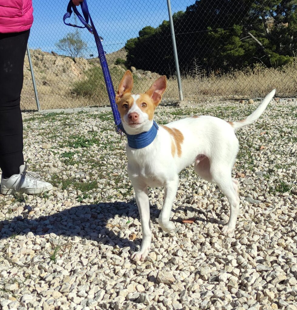 RON (M) / Podenco / Abyda Adopté
