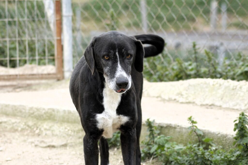 Sansa (F) / Senior / Au refuge depuis 9 ans Adoptée