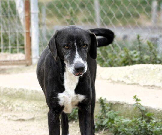 Sansa (F) / Senior / Au refuge depuis 9 ans Adoptée