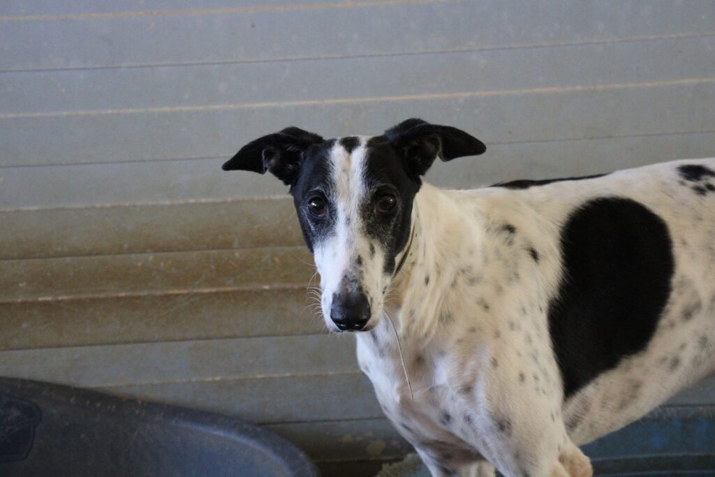 Zafiro (M) / Bientôt un an de refuge / FBM Adopté