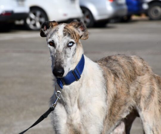 Aladdin (M) FBM Adoptée