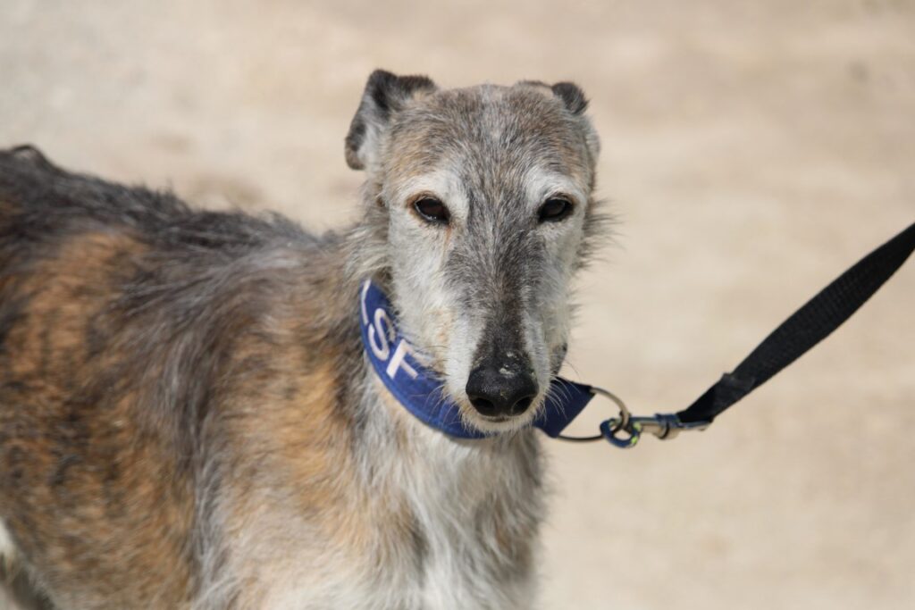 Argentino (M) / 7 ans / Ecija Adopté