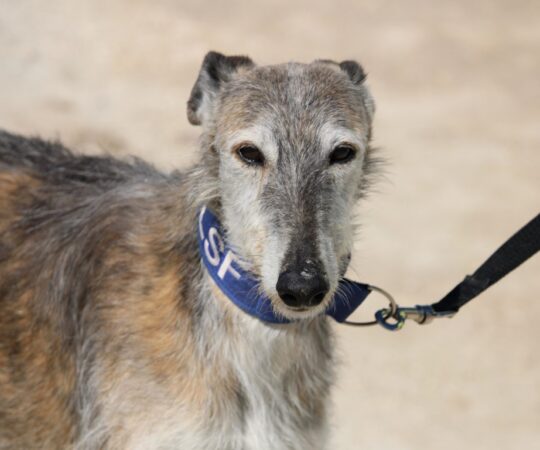 Argentino (M) / 7 ans / Ecija Adopté