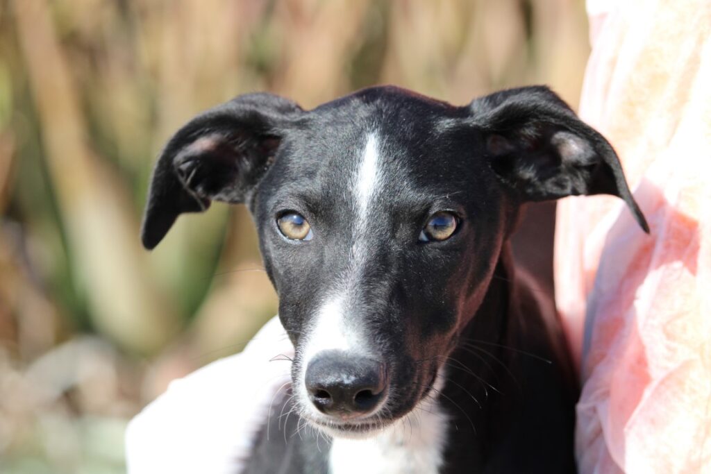 Biscuit / Chiot ( M) / FBM Adopté