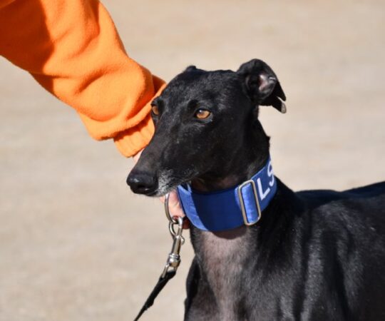 Beyonce (F) / Bientôt 2 ans de refuge / FBM
