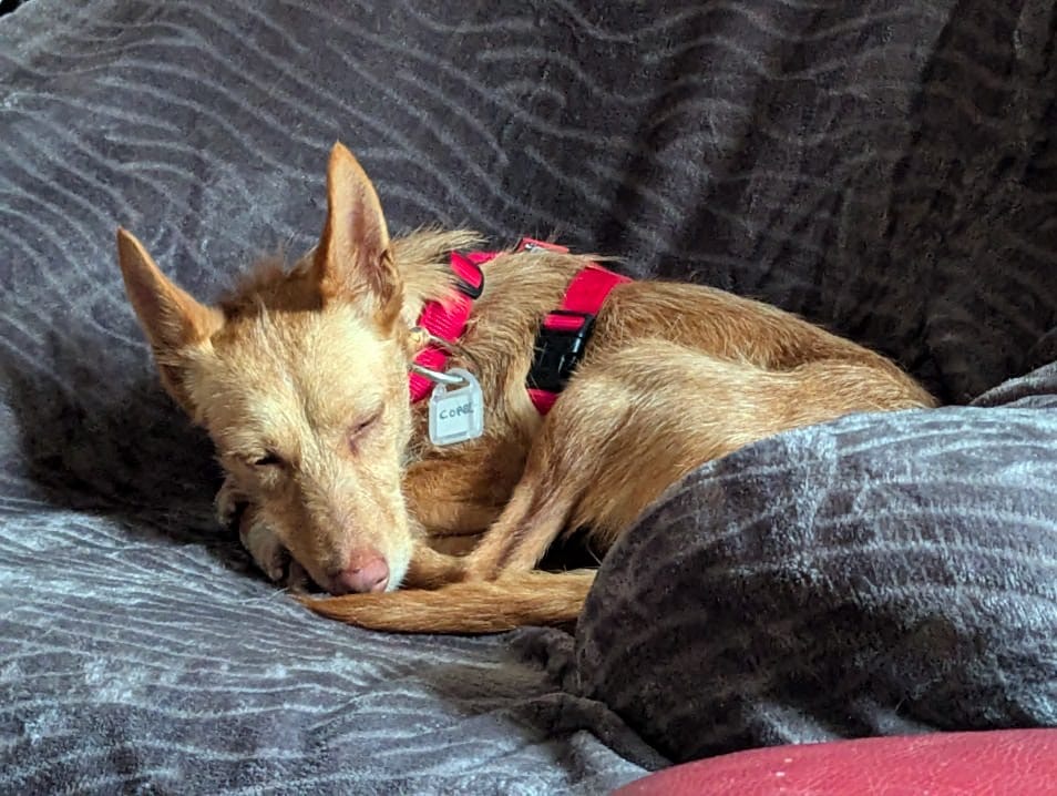 CORAL (F) / Pod / Adoptée