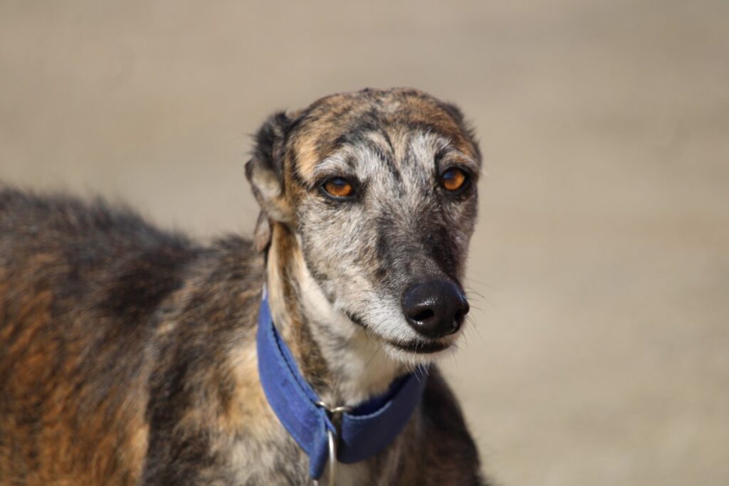 Gabriela (F) /FBM Adoptée