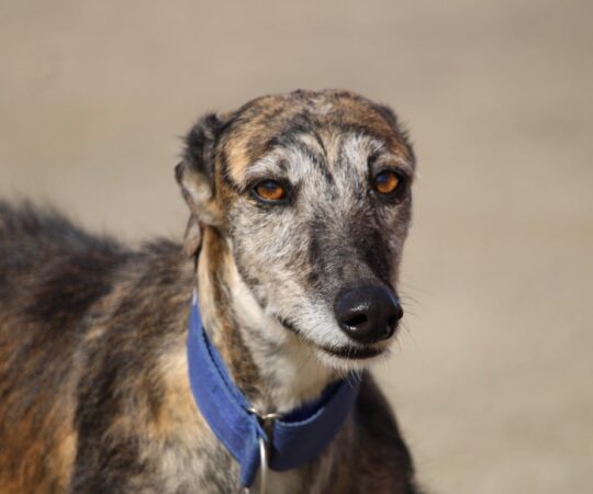 Gabriela (F) /FBM Adoptée