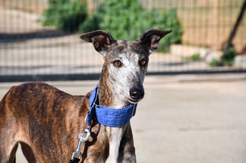 Grecia (F) / 7 ans /  FBM  Adoptée
