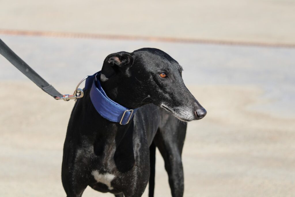 Juanamari (F) 8 ans / FBM Adoptée