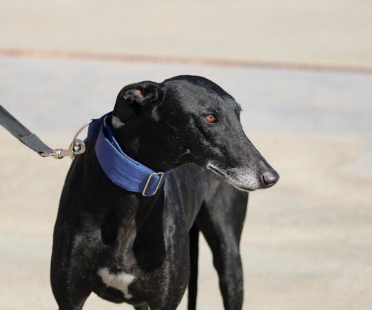 Juanamari (F) 8 ans / FBM Adoptée