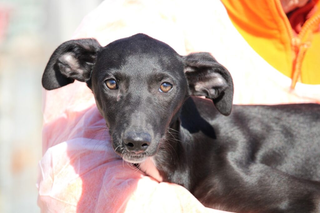 Kiwi / Chiot ( F) / FBM ( Adoptée)