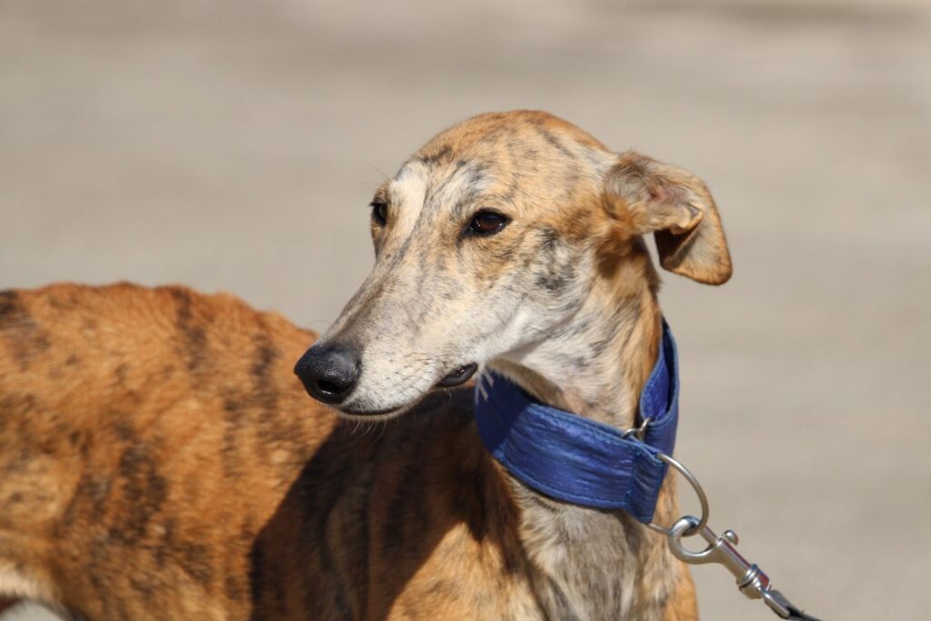 Marisma (F) / FBM Adoptée