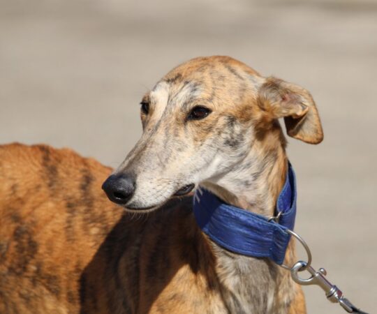 Marisma (F) / FBM Adoptée
