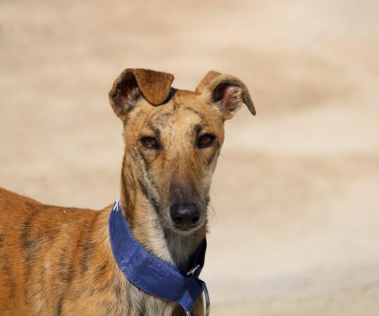 Muneco (M) Ecija Adopté