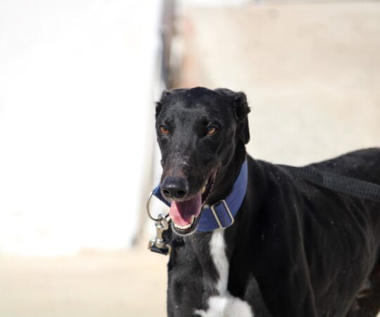 Scar (M) / Ecija